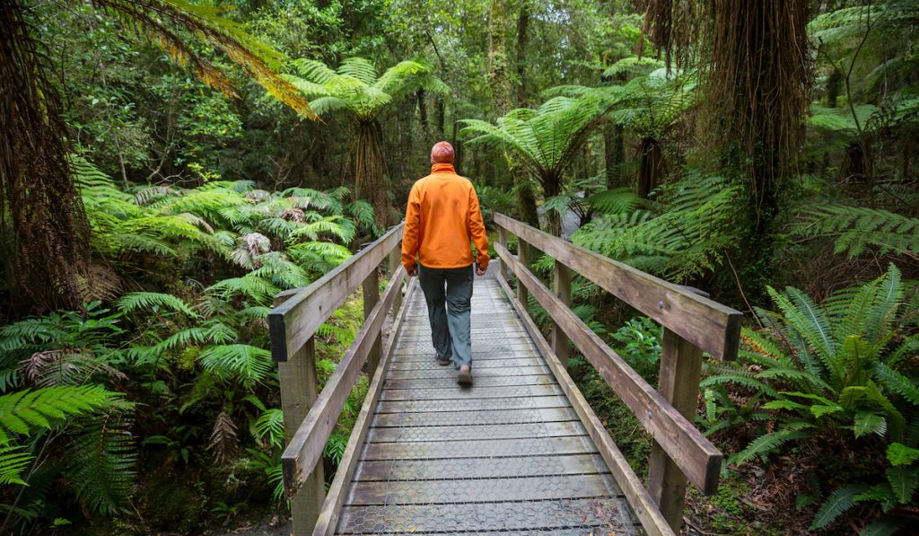 man hiking in new zealand forest 